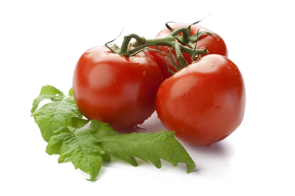 Tomatoes — Stock Photo, Image