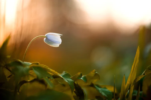 Anemon nemorosa - tek beyaz çiçek — Stok fotoğraf