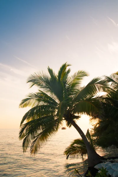 Exotic palm trees on white sand beach. Luxury resort. — Stock Photo, Image