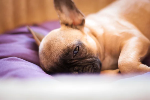 Small sleeping French bulldog, puppy — Stock Photo, Image