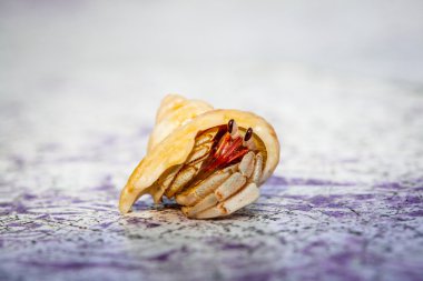 küçük pavurya tarçın Island Maldivler