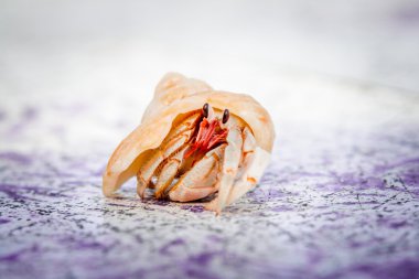 küçük pavurya tarçın Island Maldivler