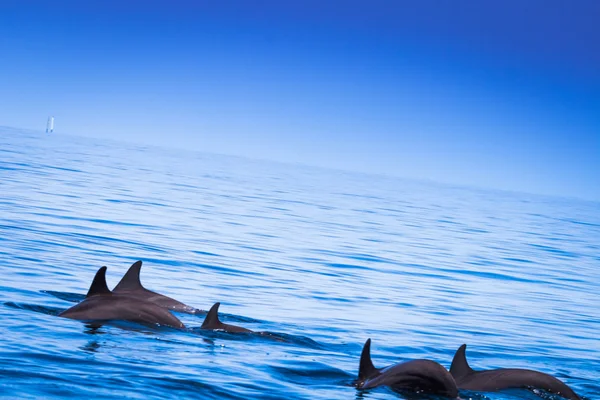 डॉल्फिन निळ्या पाण्यात फ्लोट करतात. मालदीव — स्टॉक फोटो, इमेज