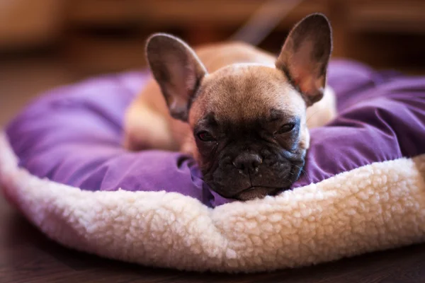 Small French bulldog, puppy — Stock Photo, Image