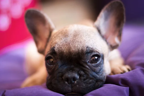 Petit bouledogue français, chiot — Photo