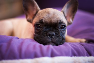 küçük uyuyan Fransız buldozer, köpek yavrusu