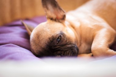 küçük uyuyan Fransız buldozer, köpek yavrusu