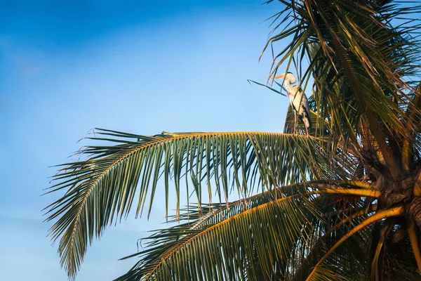 Stork on a palm tree — Stock Photo, Image