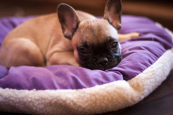 Pequeño durmiendo bulldog francés, cachorro — Foto de Stock