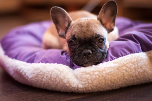 Pequeño durmiendo bulldog francés, cachorro — Foto de Stock