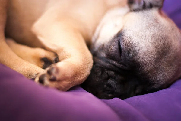 Pequeño durmiendo bulldog francés, cachorro — Foto de Stock