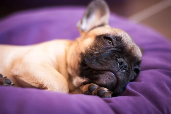 Pequeño durmiendo bulldog francés, cachorro — Foto de Stock