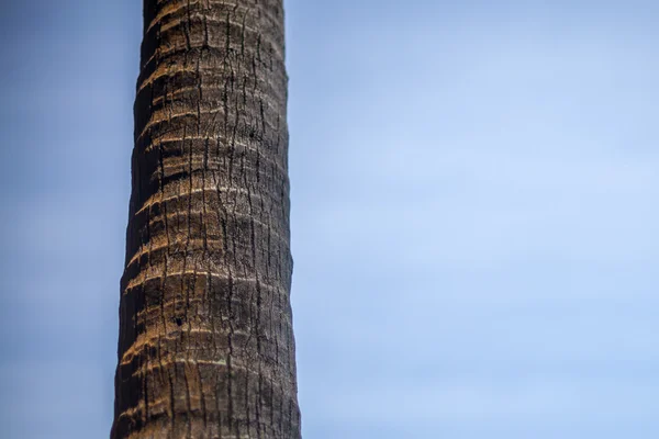Palm trädstam på himmel bakgrund — Stockfoto