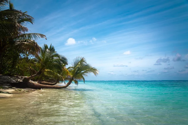 Plage tropicale intacte aux Maldives — Photo