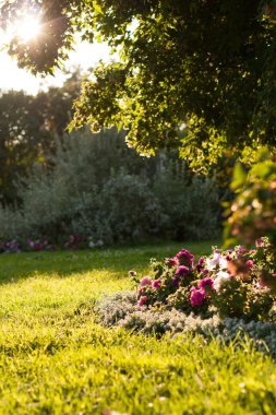 Park, Çiçeklik ve eğlence için çim