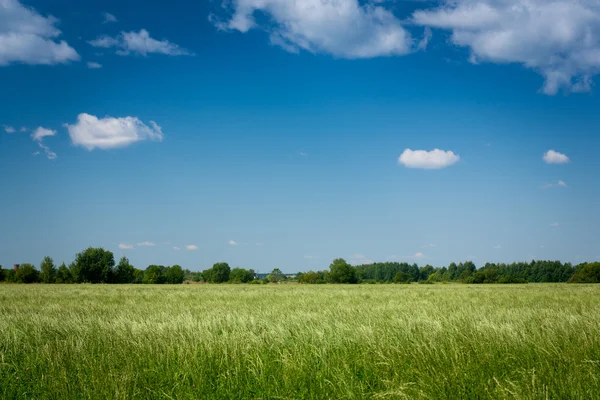 Campo de grama e céu perfeito — Fotografia de Stock