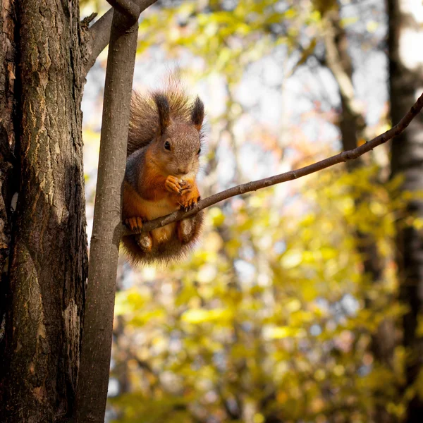 Eekhoorn, herfst, droge bladeren — Stockfoto