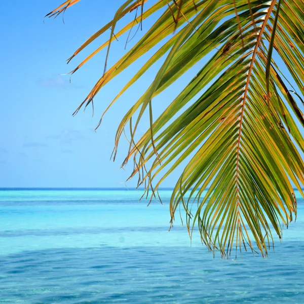 Grunge palm achtergrond — Stockfoto
