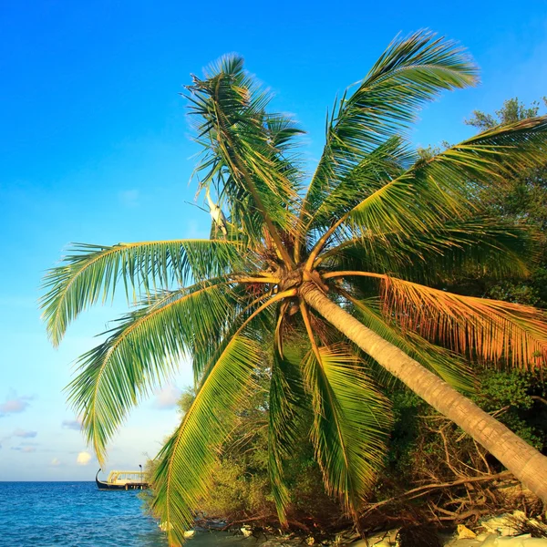 Untouched tropical beach in Maldives — Stock Photo, Image