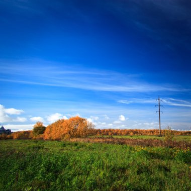 bahar zamanı alanında çiçek.