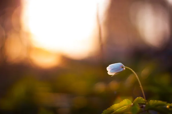 Anemone nemorosa - одиночный белый цветок — стоковое фото