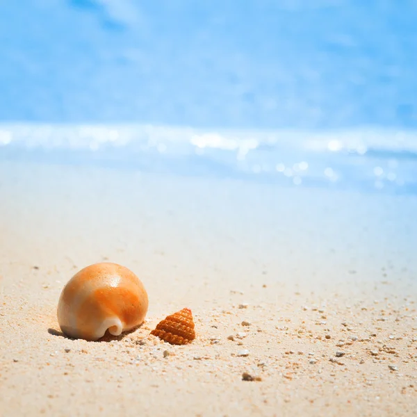 Шкаралупа на тропічному пляжі — стокове фото