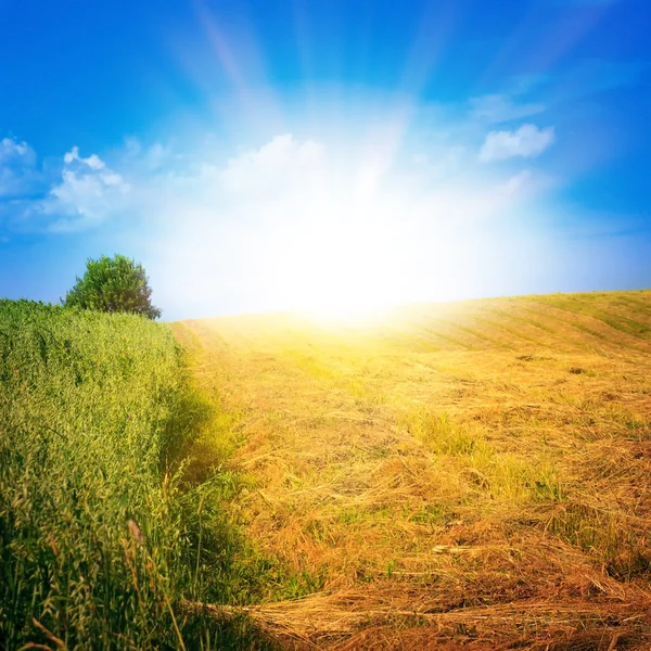 Campo de trigo amarelo sob céu agradável nuvem por do sol — Fotografia de Stock