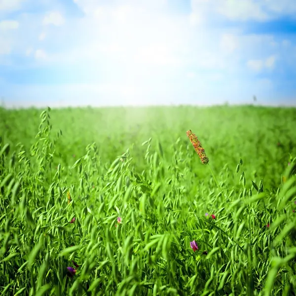 Gräsfält och perfekt himmel — Stockfoto