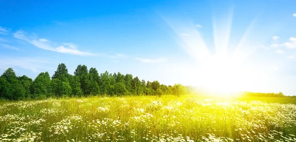 yeşil çim ve mükemmel mavi gökyüzü