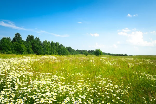 Field of grass and perfect sky — Stock Photo, Image