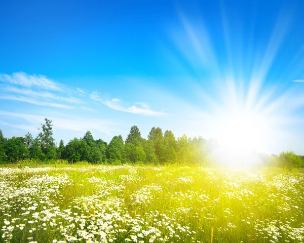 Поле зеленой травы и совершенное голубое небо — стоковое фото
