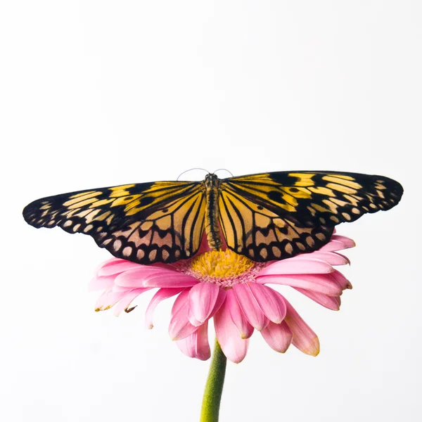 Beautiful Plain Tiger butterfly perching on pink flower — Stock Photo, Image