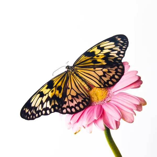 Beautiful Plain Tiger butterfly perching on pink flower — Stock Photo, Image