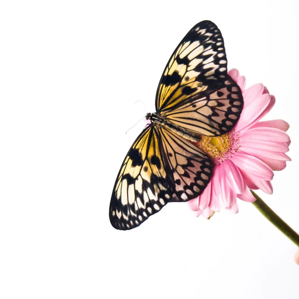 Beautiful Plain Tiger butterfly perching on pink flower — Stock Photo, Image