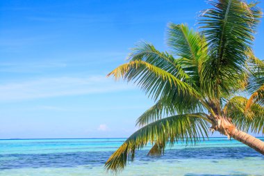 Tropikal deniz Palm View