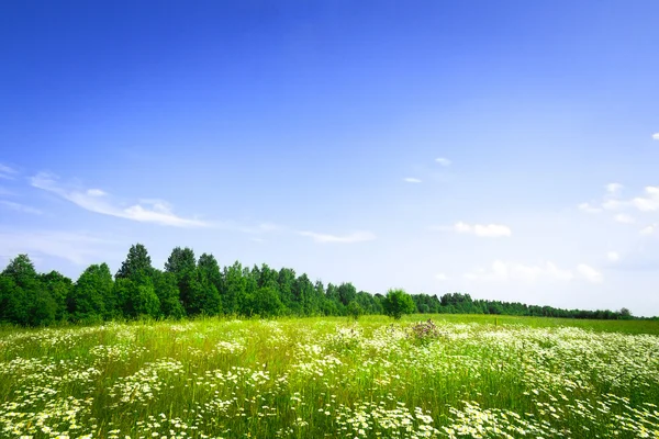 Gräsfält och perfekt himmel — Stockfoto