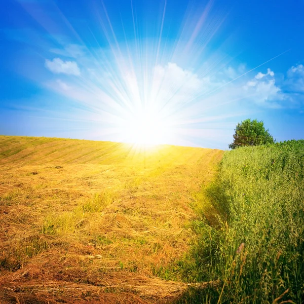 Gräsfält och perfekt himmel — Stockfoto