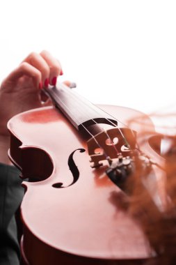 Beyaz artalanları keman çalıyor