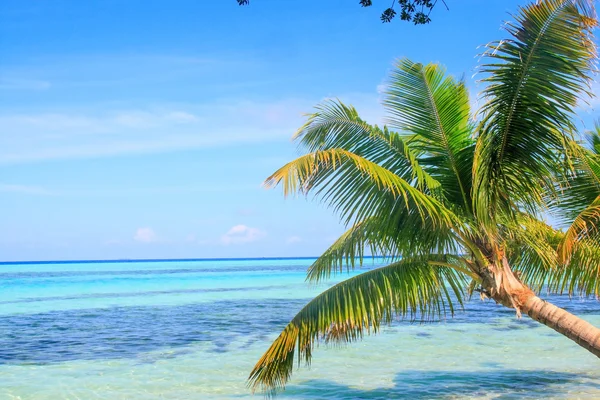 Vista tropicale sul mare Palm View — Foto Stock