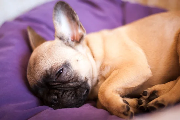 Small French bulldog — Stock Photo, Image