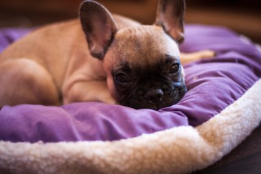 küçük Fransız buldozer