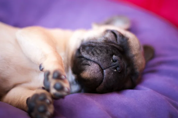 Bulldog francés pequeño — Foto de Stock