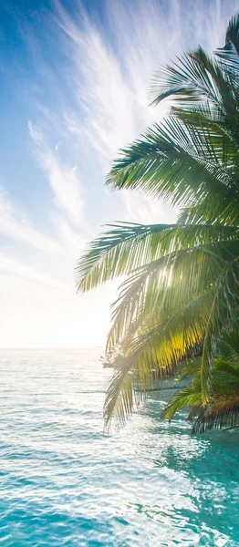 Palmeira no céu azul — Fotografia de Stock