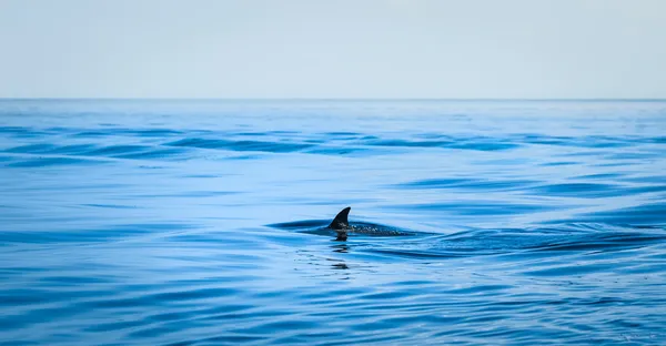 Fin of a shark — Stock Photo, Image