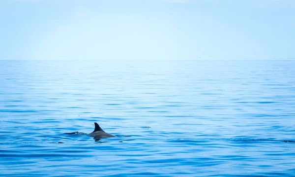 Pinna di uno squalo — Foto Stock