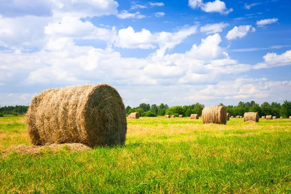 Paisaje con fardos cosechados —  Fotos de Stock