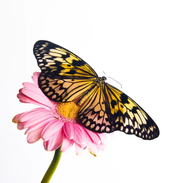 Piękny Tygrys zwykły motyl perching — Zdjęcie stockowe
