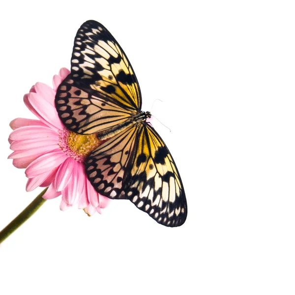 Piękny Tygrys zwykły motyl perching — Zdjęcie stockowe