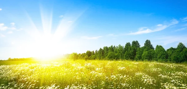 Feld aus grünem Gras und perfektem blauen Himmel — Stockfoto