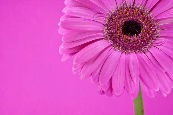 Gerbera stokrotka kwiat — Zdjęcie stockowe